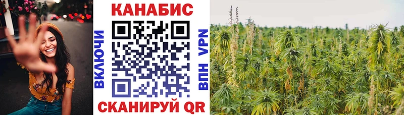 Конопля гибрид Плёс
